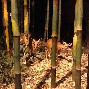Milwaukee Public Museum - Africa - Royal Antelope in Bamboo Forest Diorama