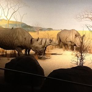 Milwaukee Public Museum - Africa - Rhino Diorama