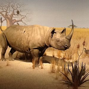 Milwaukee Public Museum - Africa - Rhino Diorama