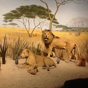 Milwaukee Public Museum - Africa - African Lions in Rhino Diorama