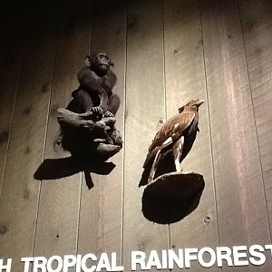 Milwaukee Public Museum - Africa - Eagle Species ID? And Gorilla or Chimpanzee?