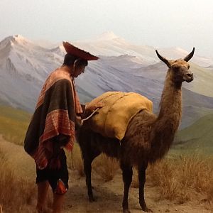 Milwaukee Public Museum - South America - Llama Diorama