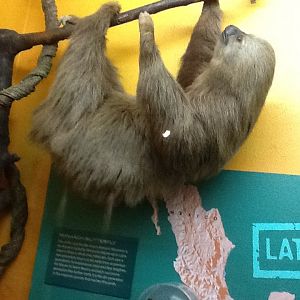 Milwaukee Public Museum - South America - Two-Toed Sloth