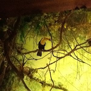 Milwaukee Public Museum - South America - Toucan in Jaguar Diorama