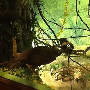 Milwaukee Public Museum - South America - Curassow in Jaguar Diorama