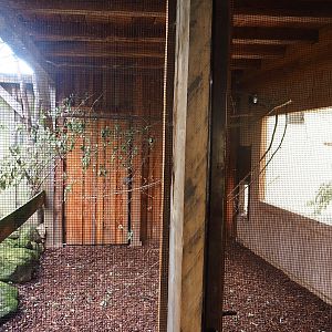 Part of sun conure aviary, 2022-08-20