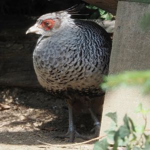 Cheer pheasant (Catreus wallichii), 2022-08-20