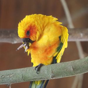 Sun conure (Aratinga solstitialis), 2022-08-20