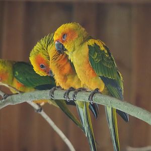 Young Sun conures (Aratinga solstitialis), 2022-08-20