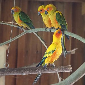 Sun conures (Aratinga solstitialis), 2022-08-20