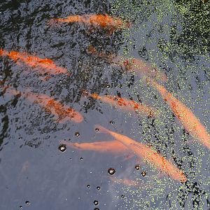 Adult Golden orfes (Leuciscus idus), 2022-08-20