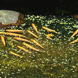 Juvenile Golden orfes (Leuciscus idus), 2022-08-20