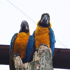 Blue-and-gold macaws (Ara ararauna), 2022-08-20