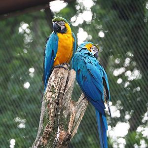 Blue-and-gold macaws (Ara ararauna), 2022-08-20