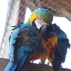 Blue-and-gold macaw (Ara ararauna), 2022-08-20