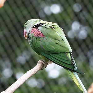 Alexandrine parakeet (Psittacula eupatria), 2022-08-20