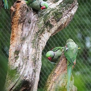 Alexandrine parakeets (Psittacula eupatria), 2022-08-20