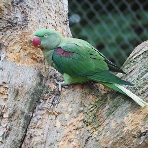Alexandrine parakeet (Psittacula eupatria), 2022-08-20