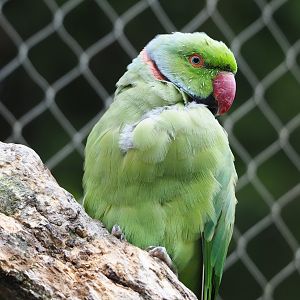 Indian ring-necked parakeet (Psittacula krameri), 2022-08-20