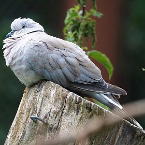 European turtle dove (Streptopelia turtur turtur), 2022-08-20