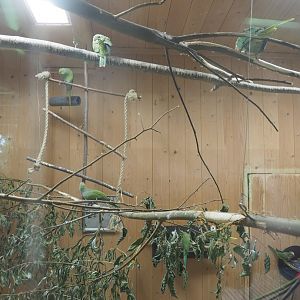 Interior of alien species aviary parakeet house, 2022-08-20