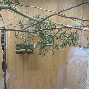 Interior of alien species aviary parakeet house, 2022-08-20