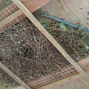 Monk parakeet nests, 2022-08-20