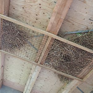 Monk parakeet nests, 2022-08-20
