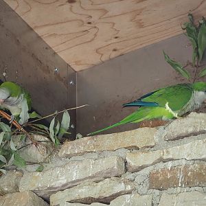Nest-building Monk parakeets (Myiopsitta monachus), 2022-08-20