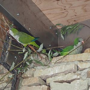 Nest-building Monk parakeets (Myiopsitta monachus), 2022-08-20
