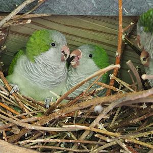 Monk parakeets (Myiopsitta monachus), 2022-08-20