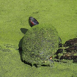 Red-eared slider (Trachemys scripta elegans), 2022-08-20