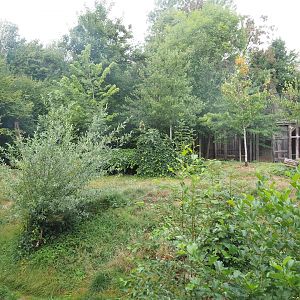 Part of the Eurasian wolf exhibit, 2022-08-20