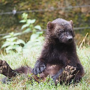 European wolverine (Gulo gulo gulo), 2022-08-20
