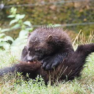 European wolverine (Gulo gulo gulo), 2022-08-20