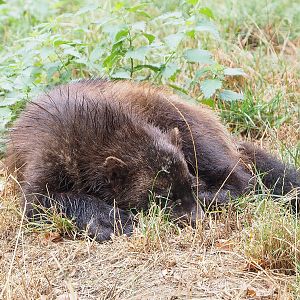 European wolverine (Gulo gulo gulo), 2022-08-20