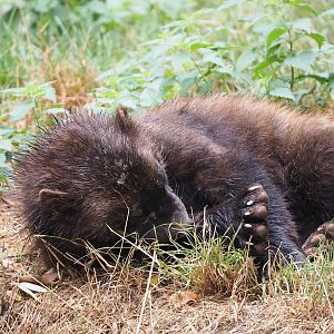 European wolverine (Gulo gulo gulo), 2022-08-20