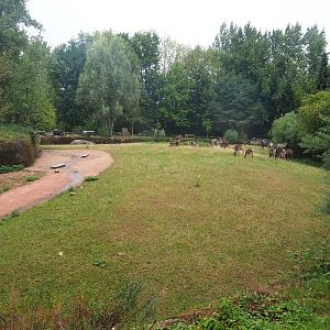 Wolverine-side part of the Eurasian forest reindeer exhibit (Former musk ox exhibit), 2022-08-20
