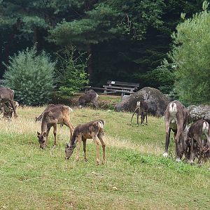 Eurasian forest reindeer (Rangifer tarandus fennicus) herd, 2022-08-20