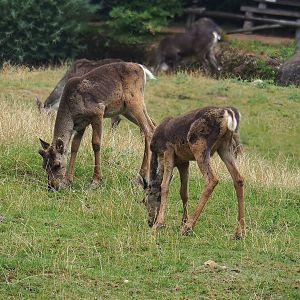 Eurasian forest reindeer (Rangifer tarandus fennicus) calves, 2022-08-20