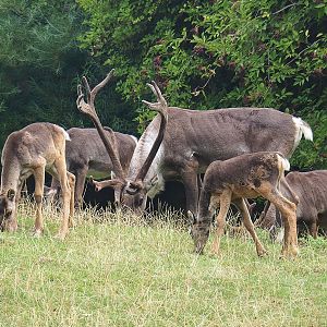 Eurasian forest reindeer (Rangifer tarandus fennicus) bull and calves, 2022-08-20