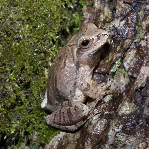 Spring Peeper/ Pseudacris crucifer