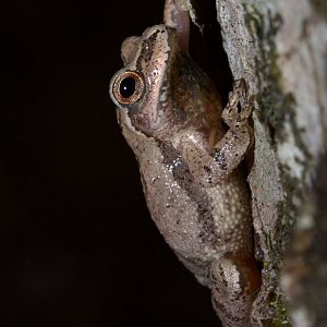 Spring Peeper/ Pseudacris crucifer