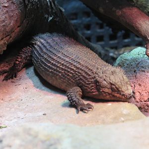 Gidgee Spiny-Tailed Lizard