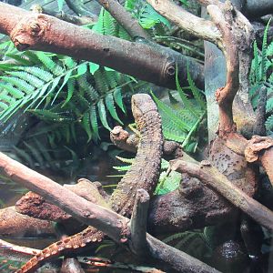 Chinese Crocodile Lizard