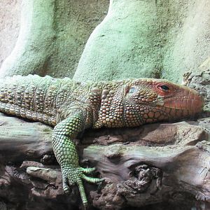 Northern Caiman Lizard