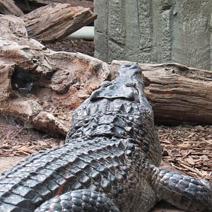 Philippine Crocodile