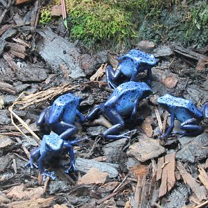 Blue Poison Dart Frog