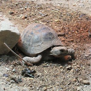 Greek Spur-Thighed Tortoise