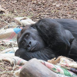 Western Lowland Gorilla